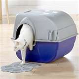 Cat in Catbox - Mine try to supervize me too