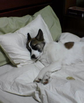 Do you sleep earlier on Sunday nights? - A picture of a cute dog sleeping on the bed. Photo source: http://farm1.static.flickr.com/104/298154881_940db880bf.jpg?v=0 .
