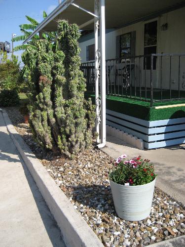 Big Cactus Plant - This cactus grows several feet taller each year. I don't know the name of this plant. But the 2 inch spines demand respect.