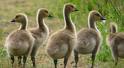 Goslings - A group of goslings.