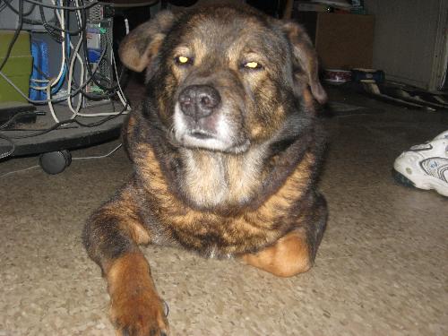 Duke (14 years old) - This is my son Duke. He is 14 years old and acts every bit like a pup and a human when he is feeling like it. lol His favorite food is CHEESE:)