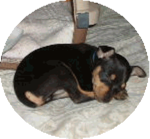 Baby Radar snoozing - My sweet boy, Warren Mountain's Li'l Radar Love  He still likes to curl up and nap after a long day's work. Guarding the house and making us laugh.