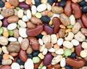 beans - A variety of beans used in cooking.