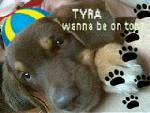My dog tyra - She's half labrador and half syberian husky