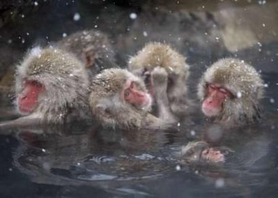 monkeys in a hot spring during winter - Monkeys bathing in the hot spring