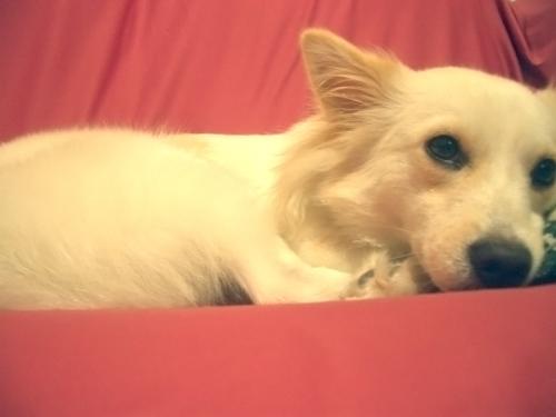 My Dog, Booboo - This is my dog, Booboo. She loves to sleep on our couch. As you can see, she's on top of our throw pillow. She loves soft cushions and soft pillows. She sleeps almost all the time, but when she's up, she loves to run around and play.