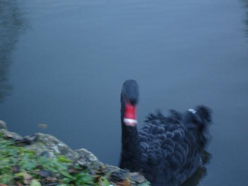 Black Swan at The Friars - Regal black swan at the Friars, a monastery in Kent.