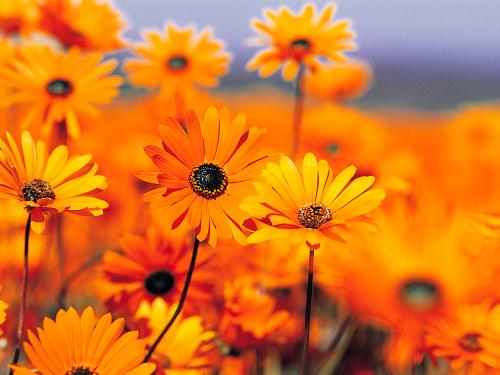 flowers in a garden - life is like a garden of flowers
