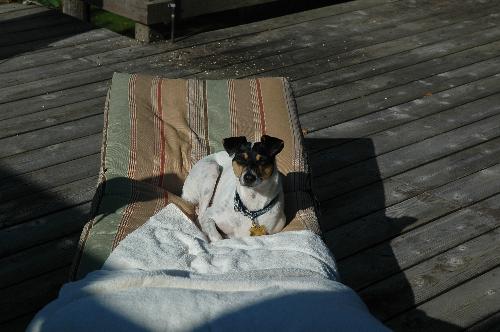 Annie and Bonnie - Terrier toasting in the sun