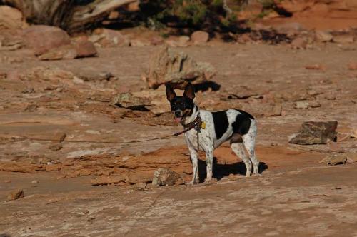 Annie at Hatch Point - This was at Hatch Point Campground in Utah. Annie had been busy chasing lizzard on the rocks.