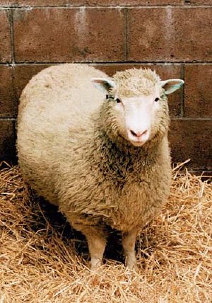 sheep Dolly - The first mammal cloned