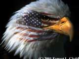 The Government - An eagle featuring the stars and stripes. The Government - An eagle featuring the stars and stripes.