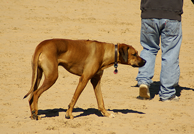 dogs beach - dog walking on dogs beach