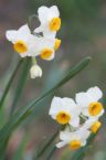 flowers - suisen flowers