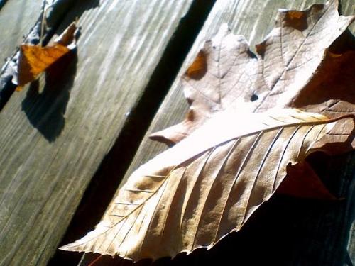 Leaves - Just a picture I took with a camera phone.