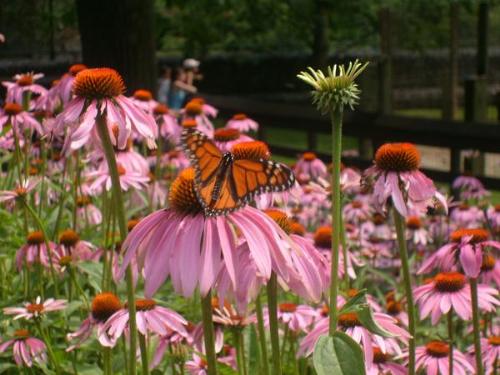 Butterfly - I took this using my point and shoot camera, no photo editing done on this picture or the leaves picture.