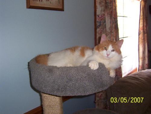 Sammy - he adopted us - He is a skittish sweetheart. Scared of his own shadow. Say boo and he's GONE!