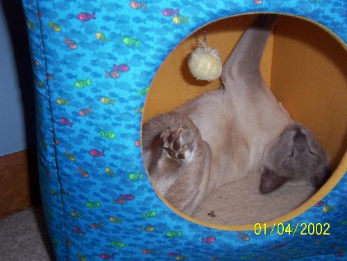 Bobo - My blue point siamese - He's in his box bed all twisted up and comfortable. lol