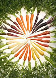 A carrot of a different color - purple, orange, red, yellow, and white carrots