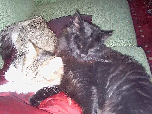 My Cats Scraggles (black) & Tyson latest edition - Here are my to latest babies Scraggles i rescued this summer gone he is the black one, and Tyson was my christmas present adopted from our local rescue center...lol...they see me coming i'm sure of it....he is a cutie first in bed at night....but can be naughty, naughty, naughty...