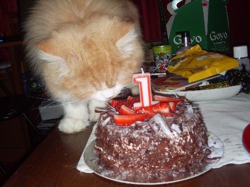 Basils first birthday - My baby persians first birthday