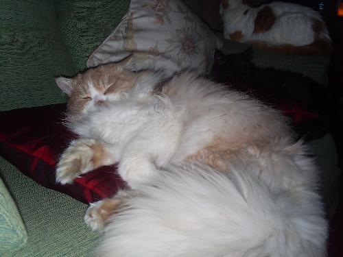Basil in his usual state - If you look at Basils photo added 9 months ago your'll notice he still likes to look silly, he is now one very big boy and just honestly the most adorable baby i have ever had