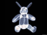 bunny - x-ray of a bunny.