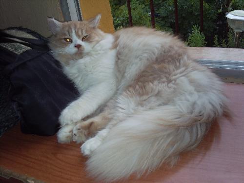 This is my Basil - My persian cat Basil