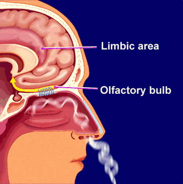 Smell and Brain Function - Diagram showing where scent is detected in the brain.