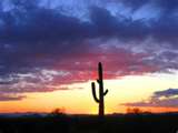 Cactus at Sunset - Looks kind of like Arizona in the evening. They have the most beautiful sunsets.