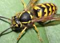 Wasp - wasps are annoying