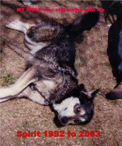 Spirit  - This is a picture of my Wolf who has gone on to the blue road but still walks with me each day.