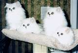 Persian cats. Aren't they beautiful? - Gosh they're so pretty! I'd love to have one but they look to be a lot of work.