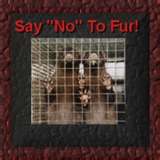 Say NO to fur!! - No I don't agree to wearing animal fur.