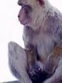 monkey masturbating for fun - This is a mokey masturbating for fun somewhere nobody can see him.