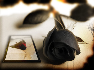 Emotions - Black as death, Dark as sorrow, Will it ever love again?