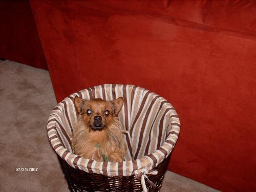 Bob the Dog in the wastebasket - I don't know how he got in here