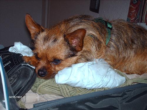 Bob in suitcase - Bob waiting to leave with us on our move to Nevada