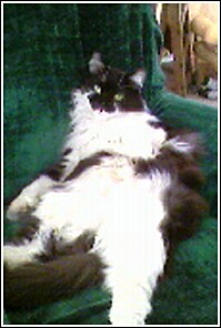 Nemo's Playgirl Pose - 23 pounds of fat and fluff, showing it all off.