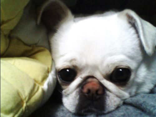 Snow - This is my little pet. Her name is Snow.