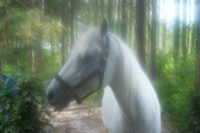 Mystic looking horse - This is a picture of a friend's horse that was taken in the early morning while the mist was still on the ground. I think it is magical looking.
