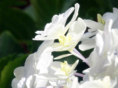 life - i love the flowers , just like sunshine