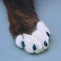 soft paws - color soft paws