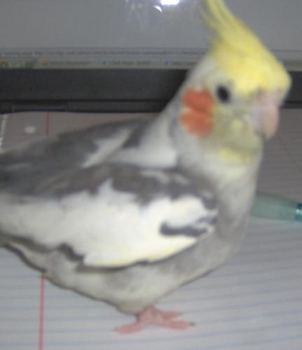 Bubbers, my cockatiel - He talks!