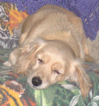 Cookie, my pooch - Rescued 01-25-08