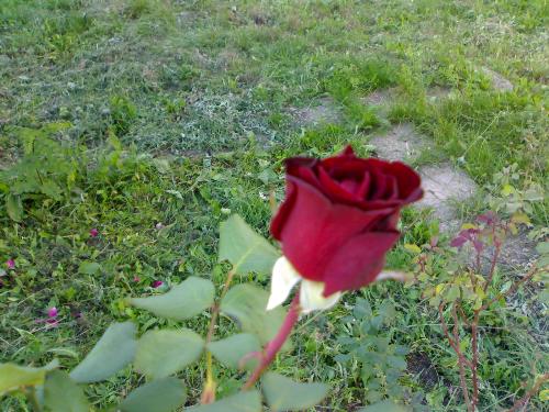 Rose for all the ladies of MyLot...Tomorrow is 8th - I grow this rose  My work place is on the slopes of the mountain near the town where I live.There I have few rose plants and I take care of them.