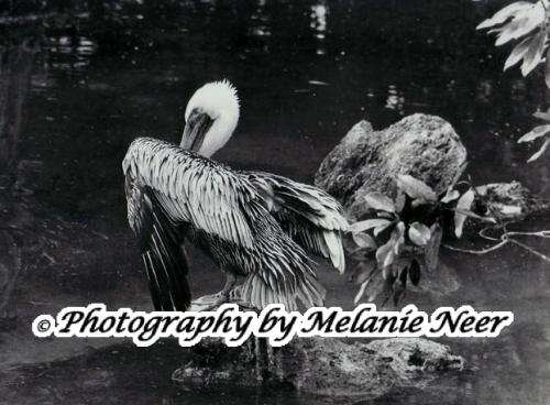 One of my favorite Black and White photos - image of a brown pelican