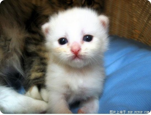 cat - little