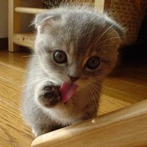 good - taste good^-^