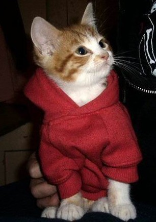 fashion - @-@